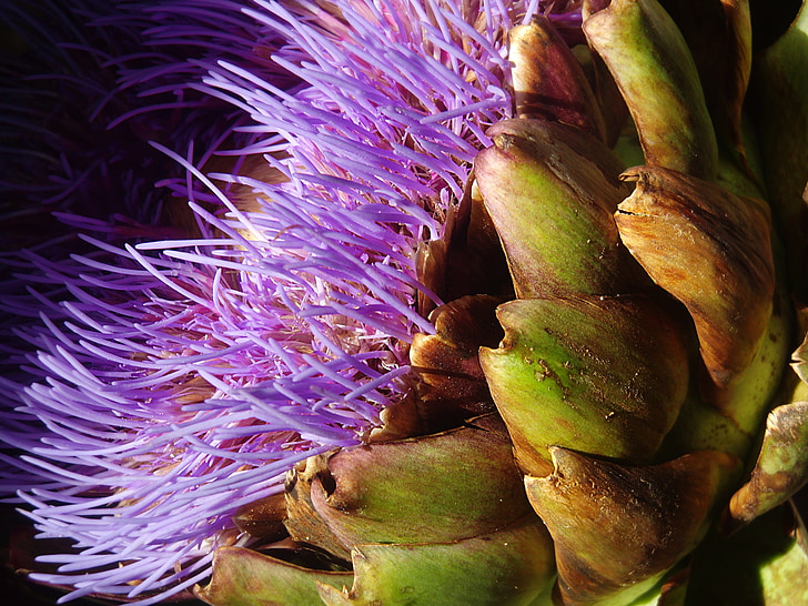 artichoke flower, artichoke, purple, violet