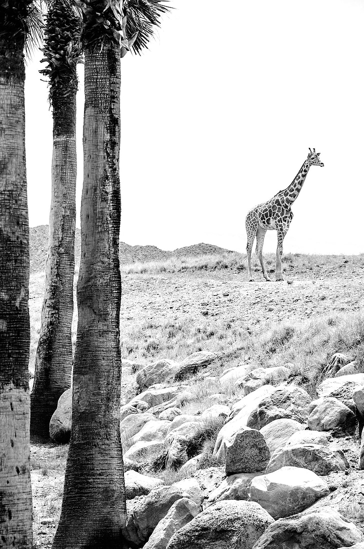žirafa, živali, prosto živeče živali, divje, narave, Afrika, srčkano