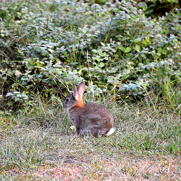 hare, ears, mammal, nature, long eared, wild hare, head