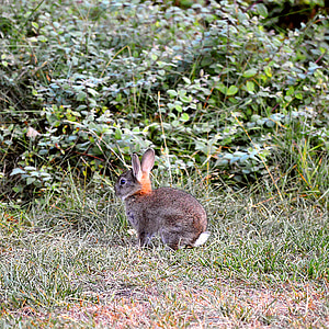 กระต่าย, หู, เลี้ยงลูกด้วยนม, ธรรมชาติ, ยาว eared, กระต่ายป่า, หัว
