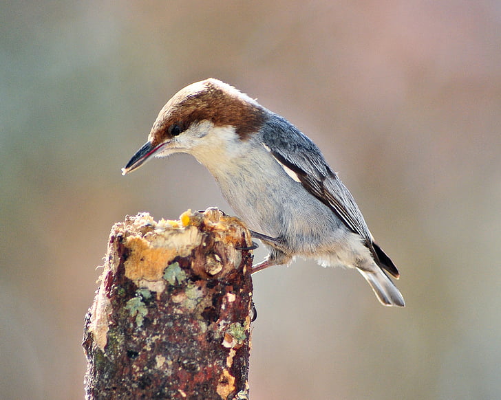 pájaro, trepador azul, Brown-headed nuthatch, naturaleza, flora y fauna, Songbird, alimentación