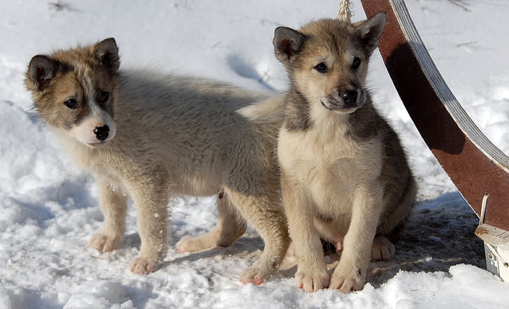 Гренландско куче, куче, кученце, Гренландия, студена температура, сняг, зимни