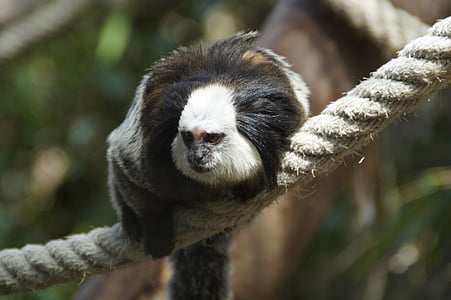 猿, äffchen, オマキザル, capuchins, 動物園, ロープ, 登る