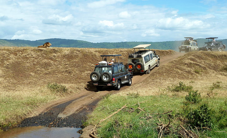 Safari, Wildlife ser, Jeep, løve, off road, asfalterede, Tanzania