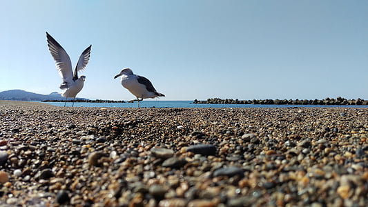 Pantai, Sea gull, hewan liar, alam, hari yang cerah, burung, Seagull