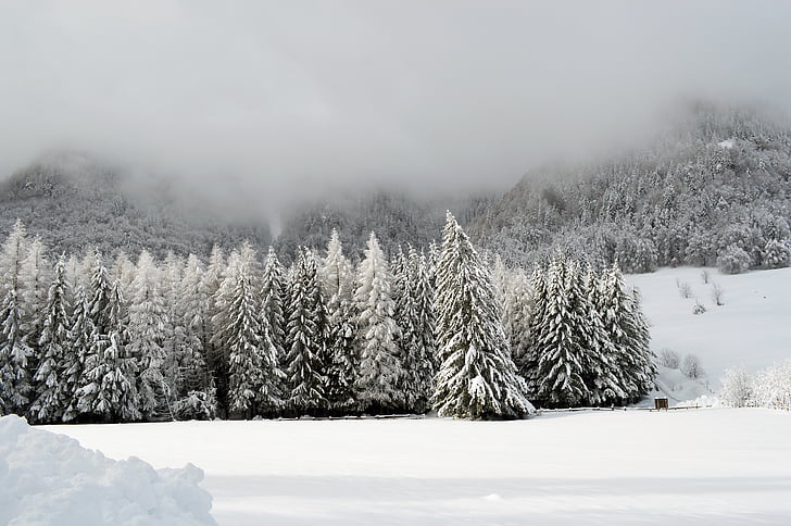 winter, scene, mountain, wonderland, forest, cold, outdoor