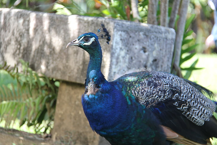 Peacock, vogel, natuur, veer, blauw, dier, kleurrijke