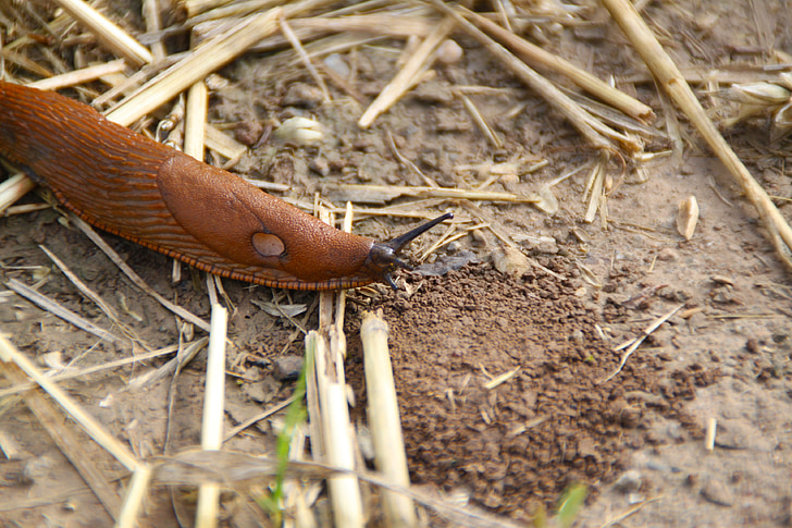 slug, snail, crawl, mollusk, nature, reptile, slowly