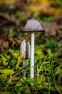 mushroom, coprinus, coprinus comatus, nature, excursion