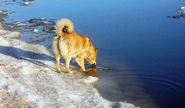 Pavasaris, ledus kūst, suns, sarkanais suns, Somu līcī, ūdens, Krievija
