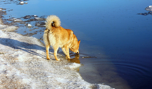 spring, the ice is melting, dog, red dog, gulf of finland, water, russia
