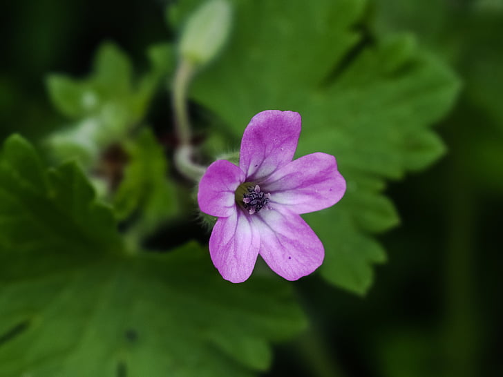 Wild flower, růžová, závod, jaro, Příroda, louka, květ