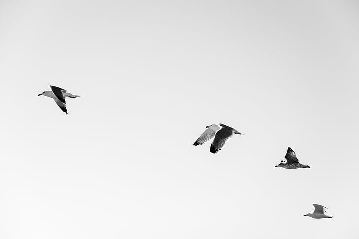 odtiene sivej, Foto, vtáky, lietanie, vták, čierna a biela, obrázok