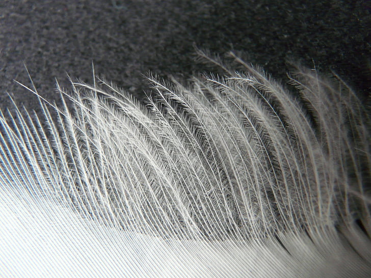 spring, white, filigree, down, plumage, spring dress, bird