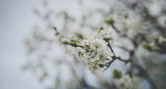 valge, lill, Bloom, õied, loodus, taim, blur