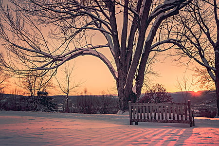 tree, bench, rest, sunset, twilight, romantic, winter