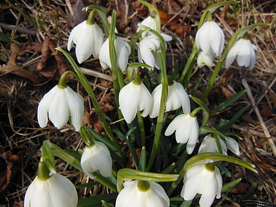 plants, flowers, early spring, snowdrop, white, green, nature