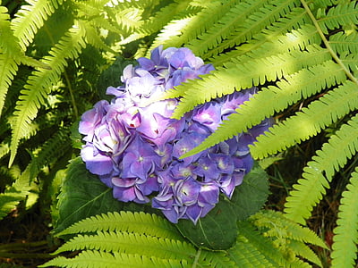 žydi gėlės, Paparčio formos šakelės, žydinčių augalų, Paparčio formos šakelės panašiai lapai, Hortenzija, mėlyna, violetinė