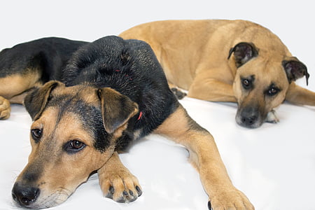 чорний рот cur, рятувальні собаки, Шепард, собака, домашні тварини, тварини, собак