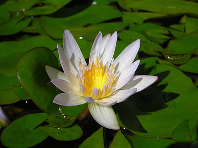 Lotus, Nymphaea alba, tanaman air, musim panas, hijau, bunga, kelopak