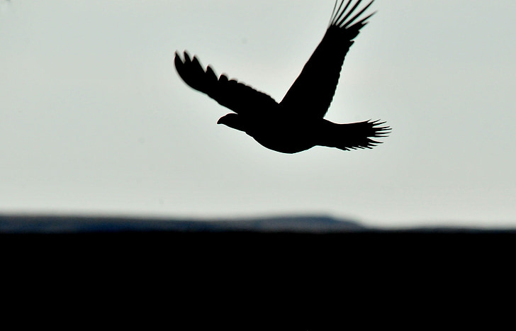 Sage grouse, vliegen, silhouet, vogel, vlucht, Wild, natuur
