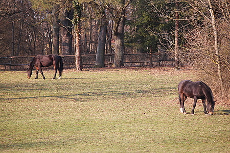 horses, coupling, pasture, graze