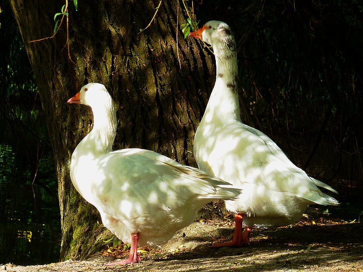 goose, duck bird, goose family, house-goose, swan goose, white, feather