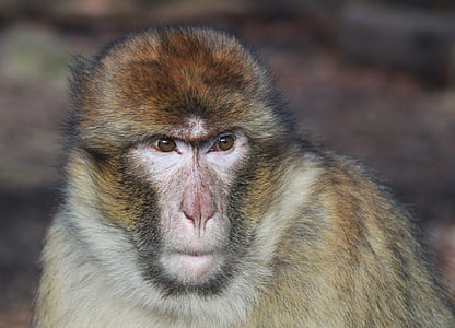 con khỉ, động vật, thế giới động vật, động vật có vú, động vật, động vật chân dung, chân dung con khỉ