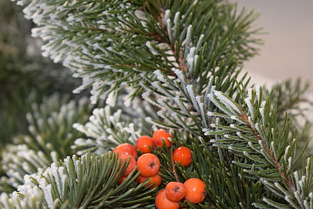 Pine, winter, rijm, sneeuw, koude, vakantie, grenen hout
