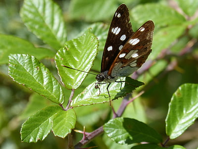 Limenitis reducta, nimf streams, vlinder, Nimfa mediterrània, bloem, kofferbak, libar