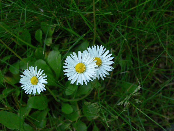Daisy, gräs, naturen, Blossom, Bloom, vit, grön