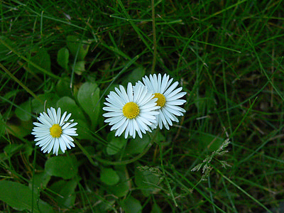 daisy, grass, nature, blossom, bloom, white, green