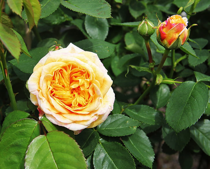 rose, bloom and bud, shrub rose, filled rose, cream, fragrant, blossom
