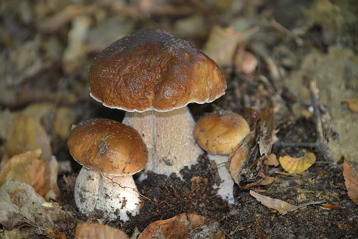 mushrooms, nature, cep, forest, close-up, no people, sea life