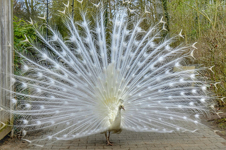 Darmstadt, Hesse, Tyskland, Vivarium, påfågel, radschlagender peacock, djur