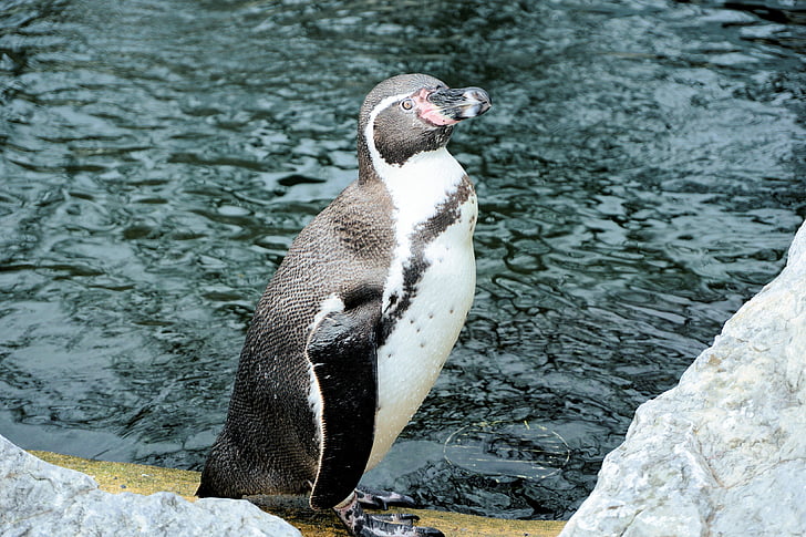 Pingüino de, pájaro, pájaro del agua, Pingüino de Humboldt, nadar, animal, agua