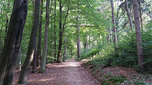 Les, lesní cesta, stromy, léto, podzim, Příroda
