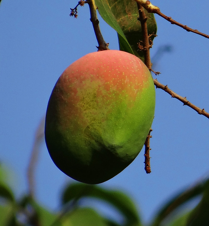 mango, Mangifera indica, madura, fruta, frutas tropicales, fresco, India