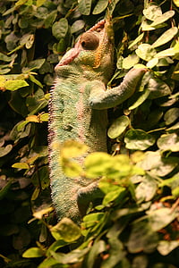 Gecko, lucertola, rettile, animale, creatura, Jungle