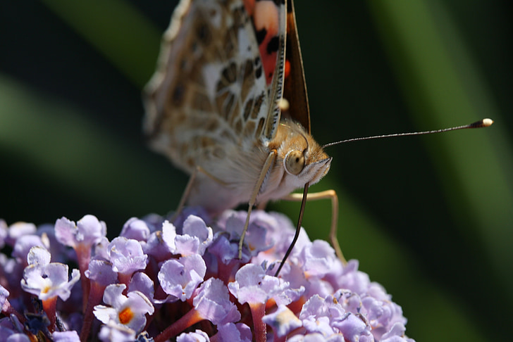 butterfly, macro, insect, flower, close, nature, probe