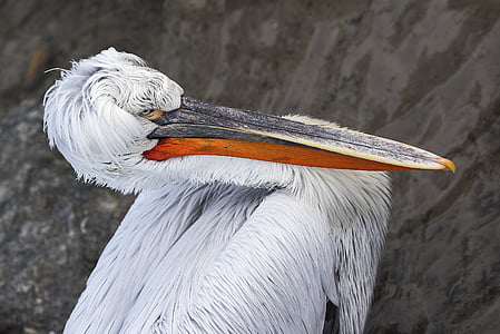 Pelikan, vták, Bill, dalmatínskej pelican