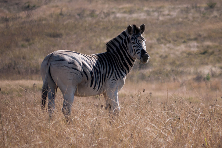 Zebra, Afrika, Tier, Wild, Natur, Tierwelt, Safari