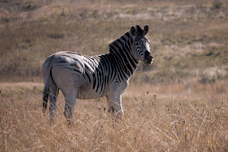 Zebra, Afryka, zwierząt, dziki, Natura, dzikich zwierząt, Safari