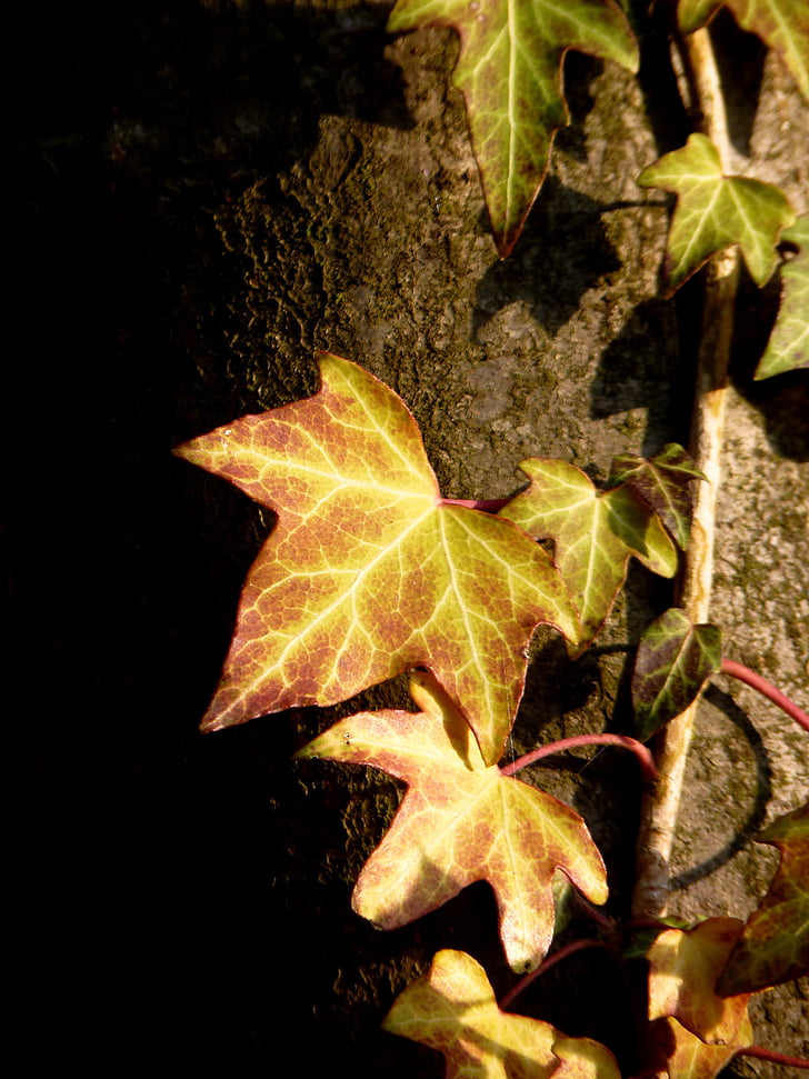 Ivy, horolezec, strom, zapliesť, Ivy leaf, Leaf, Ranke