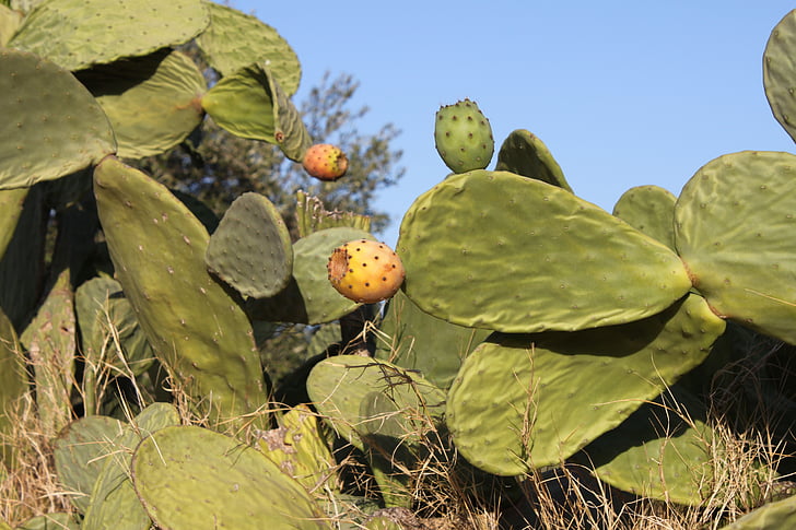 pistelevä päärynä, hedelmät, Cactus, kuva sivistymättömyys