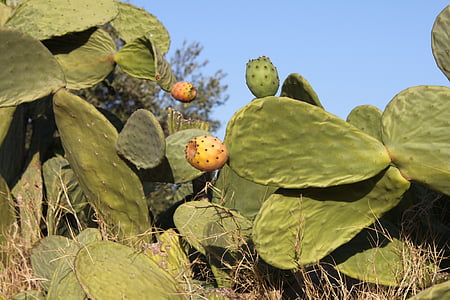 prickly pear, fruit, cactus, fig barbarism