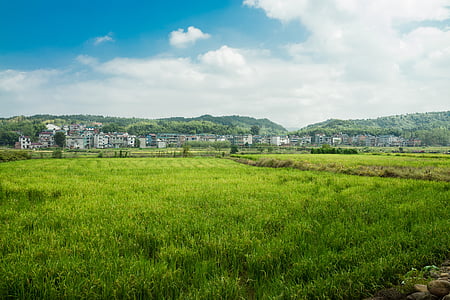 autumn, in rice field, sky, sunshine, in rural areas, rice