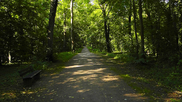 metsa tee, metsa, puu vooderdatud avenue, ära, puud, loodus, päikesevalguse