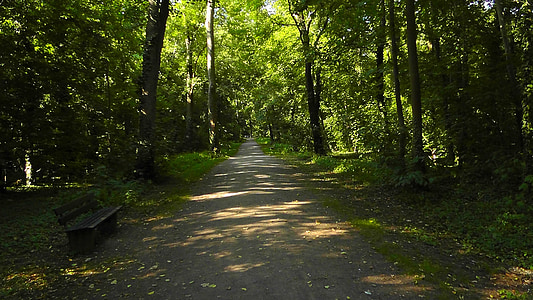 sendero del bosque, bosque, avenida arbolada, distancia, árboles, naturaleza, luz del sol