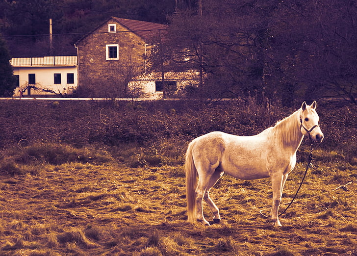 horse, stopped, houses, earth, animal, farm, nature